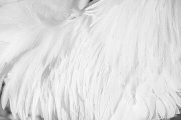 White feathers cock soft nature texture with smooth patterns nature background
