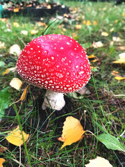 Red mushroom. Toadstool in the forest. Amanita on green grass among yellow autumn leaves