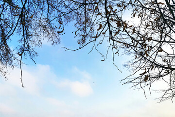 Bare tree branches against bright blue sky. Selective focus, copy space.