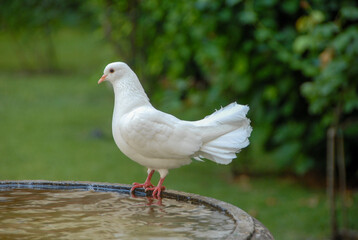 White pigeons on the fountain, Italy