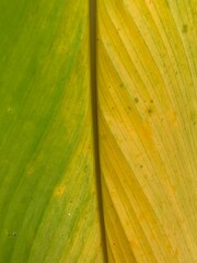Close up of yellow turmeric leaf