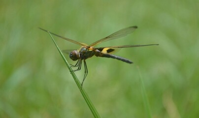 dragonfly perched on the green grass