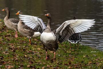 The greylag goose, Anser anser is a species of large goose