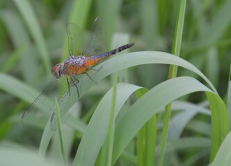 dragonfly perched on the green grass