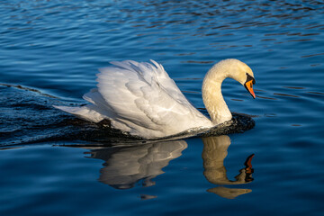 Mute swan, Cygnus olor swimming on a lake
