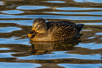 Wild duck or mallard, Anas platyrhynchos swimming in a lake