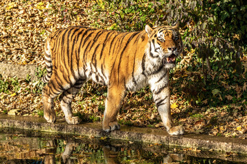 The Siberian tiger,Panthera tigris altaica in the zoo