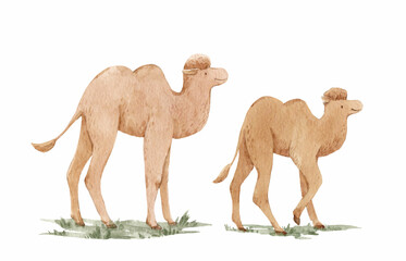 Beautiful stock illustration with cute watercolor hand drawn camels.