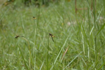 dragonfly perched on the green grass