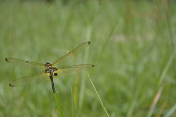 dragonfly perched on the green grass
