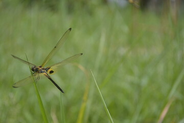 dragonfly perched on the green grass