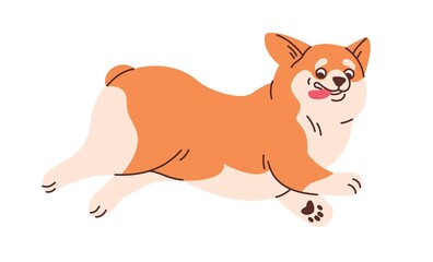 Cute Welsh corgi running. Funny amusing dog moving with tongue out. Active lovely doggy with positive comic emotions. Sweet puppy hurrying. Flat vector illustration isolated on white background