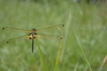 dragonfly perched on the green grass