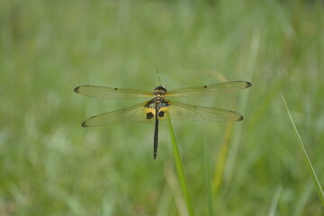 dragonfly perched on the green grass