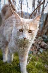 Obraz premium Katze Maine Coon Portrait