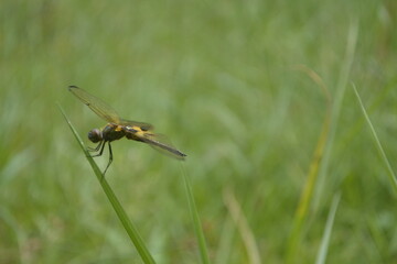 dragonfly perched on the green grass