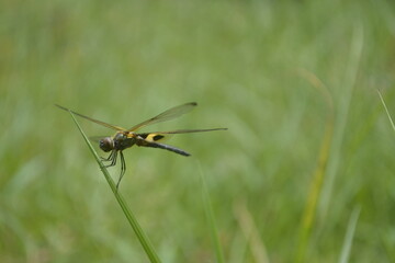 dragonfly perched on the green grass