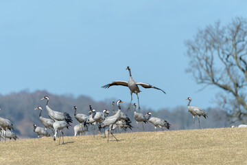 Dancing and jumping cranes in the meadow at Hornborgasjön. In the spring, the migratory birds come to Sweden to breed. Blue sky background with copy space.