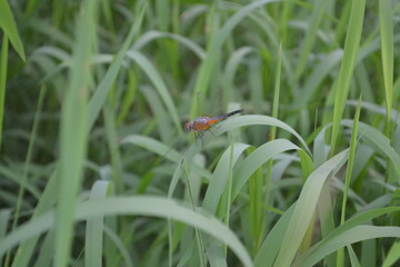 dragonfly perched on the green grass