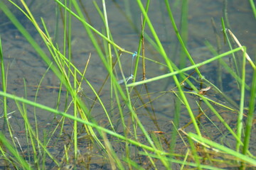 dragonfly perched on the green grass