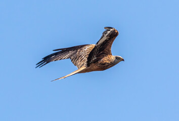 Fototapeta na wymiar Red kite in flight