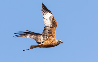 Red kite in flight
