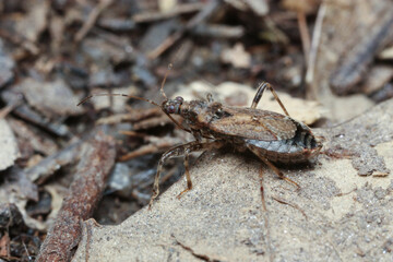 Himacerus feeds on mites, aphids and other small insects