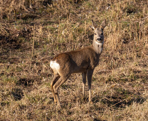 Roe deer