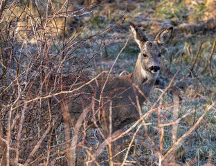 Roe deer
