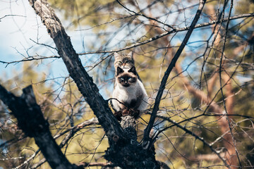 two cats sit next to each other on a branch