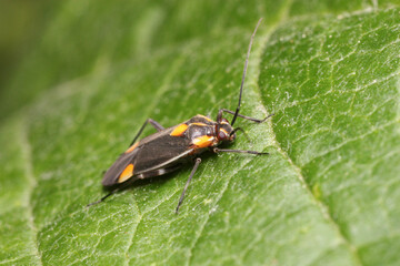 Capsodes flavomarginatus is a species of plant bug belonging to the family Miridae