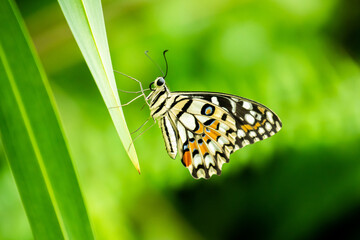 butterfly on green leaf