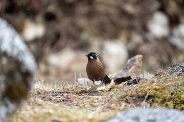 Black Faced Laughing Thrush