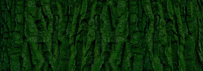 panoramic tree bark pattern for background