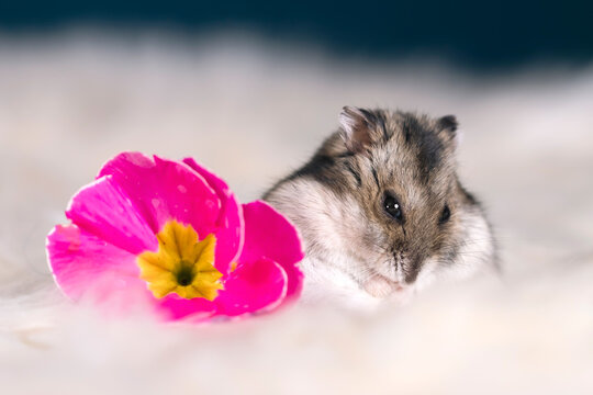 Studio photo of cute hamster with flowers