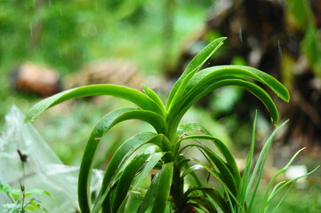 Vanda falcata, the wind orchid, is a species of orchid found in China, Korea, and Japan. It was previously classified in the genus Neofinetia. Chinese Korean Japanese
