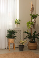 Fototapeta na wymiar Stylish room interior with beautiful houseplants near window