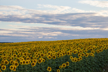 sunflower field,beautiful landscape of agricultural sunflower field in ukraine