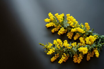 春のミモザの黄色い花　-黒の背景