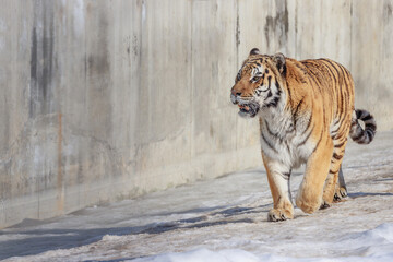 3D image of a tiger walking next to a gray wall