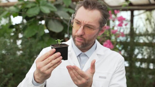 Scientist examines seedlings in large greenhouse. Seedlings, seedlings, biologist, sale