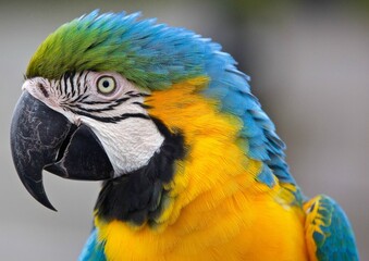 Parrot