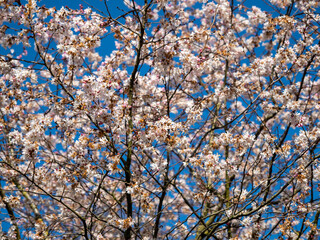 wild Cherry. Wild cherry flowers.