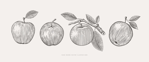 Set of hand-drawn apples in engraving style. Dessert fruits with leaves. Design element for markets, shops, cafes, restaurants, and packaging. Vintage botanical illustration on background isolated.