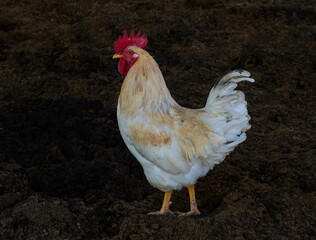chicken domestic animal farmer natural background standing looking healthy