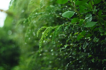 Fototapeta na wymiar water drops on a green leaf