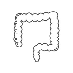 hand drawn illustration of human large intestine organ for educational purposes in schools or for children's coloring books