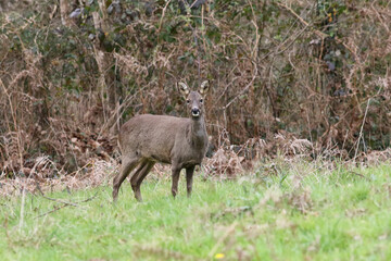 Naklejka na ściany i meble A female roe deer in a meadow in the countryside 