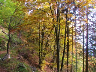 Beech forest in Slovenia in autumn yellow and orange colors