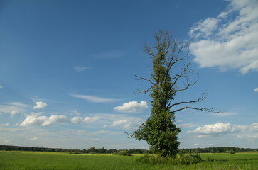 Tree in a field against a cloudy sky.